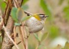 firecrest_140309f.jpg