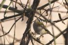 firecrest_300115a.jpg