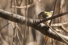 firecrest_300115f.jpg