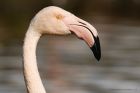 flamingo_101016b.jpg