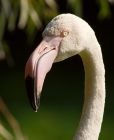 flamingo_180908c.jpg