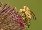 flies_110709a.jpg