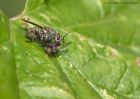 flies_120810b.jpg