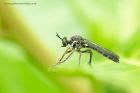 fly_120612a.jpg