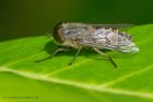 fly_130612a.jpg