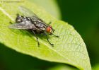 fly_210510a.jpg