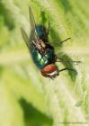 fly_220510a.jpg