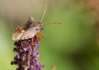 forestShieldbug_100909a.jpg