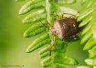 forestShieldbug_260610a.jpg