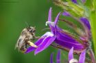 Filename=forkTailedFlowerBee_gdn_090823a.jpg
Filesize=943KB
Dimensions=1300x867
Date added=Aug 28, 2025 forkTailedFlowerBee_gdn_090823a.jpg