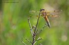 fourSpottedChaser_260512d.jpg