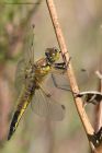 Filename=fourSpottedChaser_260512h.jpg
Filesize=197KB
Dimensions=667x1000
Date added=Jun 03, 2012 fourSpottedChaser_260512h.jpg
