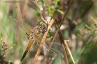 Filename=fourSpottedChaser_260512q.jpg
Filesize=230KB
Dimensions=1000x667
Date added=Jun 03, 2012 fourSpottedChaser_260512q.jpg