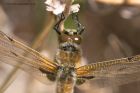 fourSpottedChaser_260512v.jpg