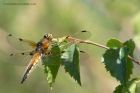 fourSpottedChaser_260512w.jpg