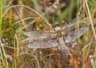 fourSpottedchaser_180709e.jpg