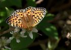 fritillary_030710f.jpg