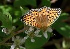 fritillary_030710g.jpg