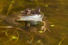 frog_130316e.jpg