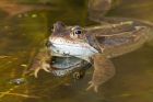 frog_150316a.jpg