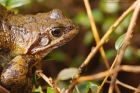 frog_220116a.jpg