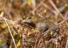 Filename=frog_240410e.jpg
Filesize=225KB
Dimensions=1000x714
Date added=Apr 25, 2010 frog_240410e.jpg