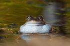 frog_gdn_080320a.jpg