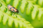 froghopper_scort_030619a.jpg