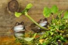 frogs_gdn_060320a.jpg