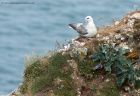 fulmar_150611c.jpg