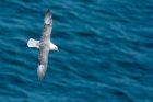 fulmar_150611f.jpg