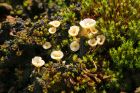 fungi_040515a.jpg