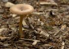 fungi_040910a.jpg