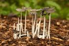 Filename=fungi_051013a.jpg
Filesize=319KB
Dimensions=1100x733
Date added=Jan 05, 2014 fungi_051013a.jpg