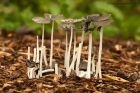 fungi_051013a.jpg