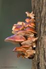 fungi_260113a.jpg