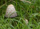 fungi_260811a.jpg