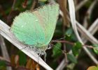 gHairstreak_030514b.jpg