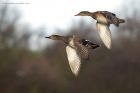 gadwall_020115a.jpg