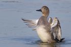 gadwall_020312b.jpg