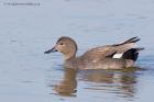 gadwall_020312c.jpg