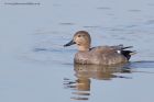 gadwall_020312e.jpg