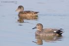 gadwall_020312h.jpg