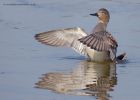 gadwall_020312i.jpg