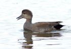 gadwall_020908a.jpg