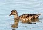 gadwall_020908c.jpg