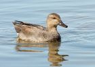 gadwall_020908e.jpg