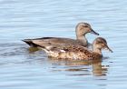 gadwall_020908g.jpg