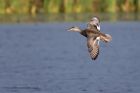 gadwall_021012a.jpg