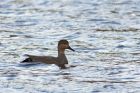 gadwall_030114b.jpg